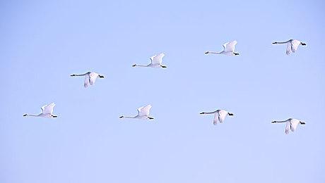 《塞尔达传说：旷野之息》续篇或将于2022年11月发售